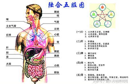 五臟六腑位置圖|五臟六腑